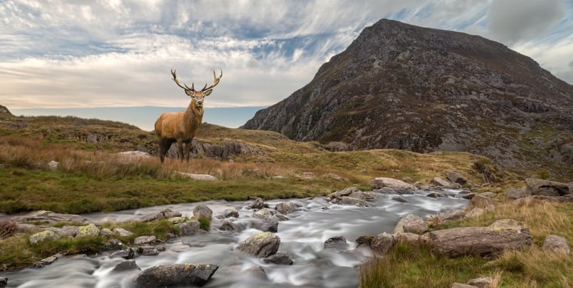 snowdonia Dramatic landscape image of red deer stag by river flowing down mountainous landscape in Autumn