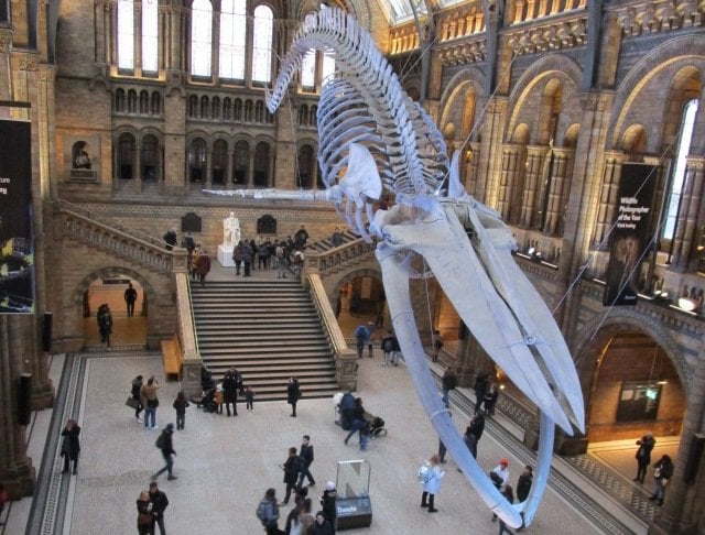 The Natural History Museum