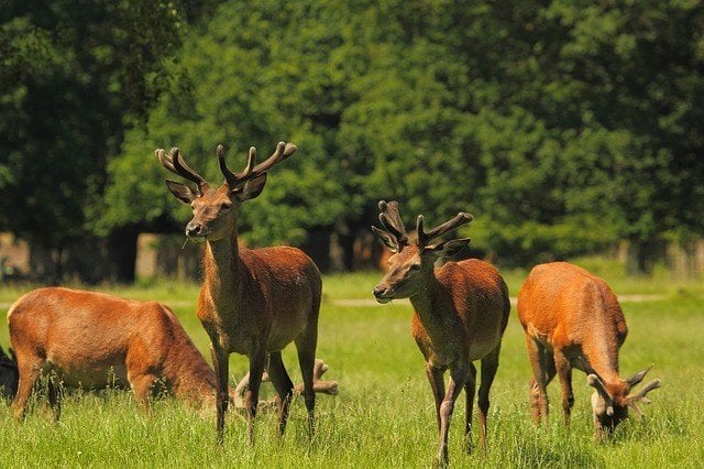 The deer in Richmond Park