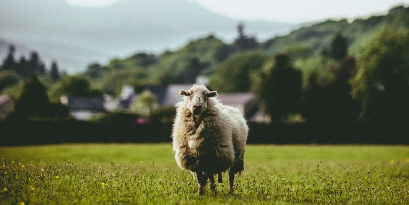 Wales Sheep
