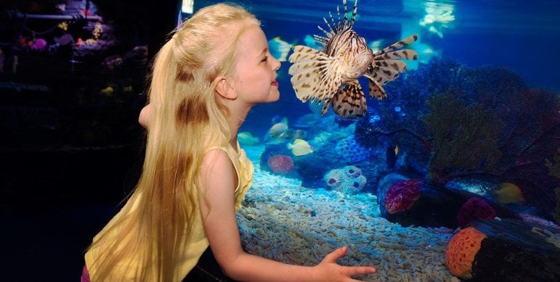 Sea Life London 805 405