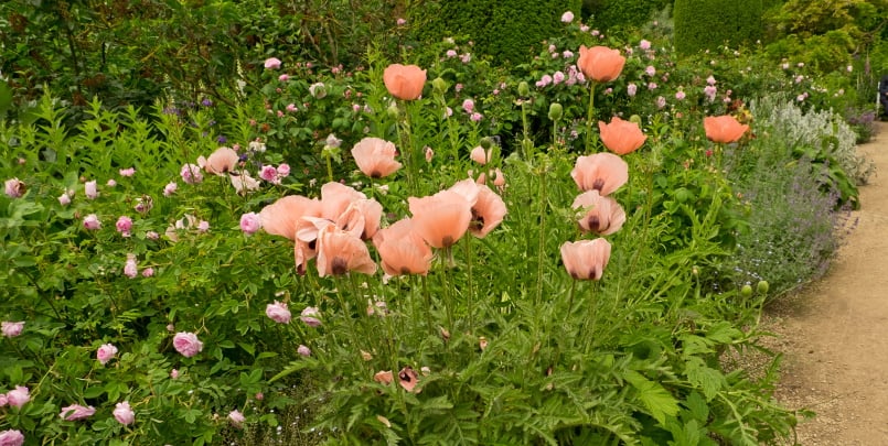 Hidcote Gardens Cotswold 2 805
