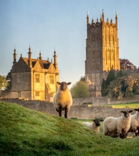 Cotswolds Sheep 275