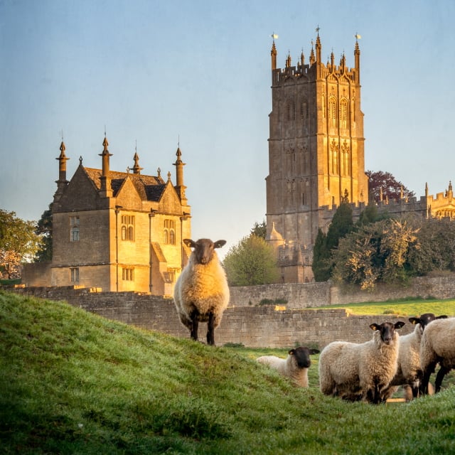 Cotswolds Sheep 640 1