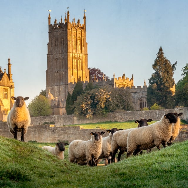 Cotswolds Sheep 640